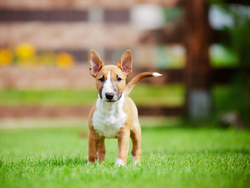 Why does my puppy pee so much? | The Kennel Club