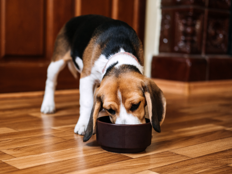 Why is onion bad for dogs? | The Kennel Club