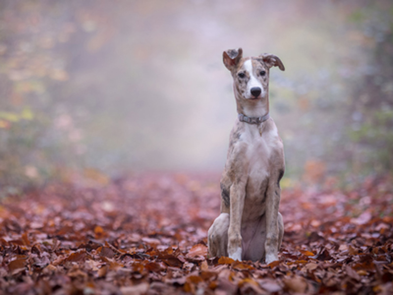 Whippet sat in leaves