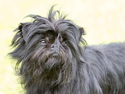 Affenpinscher headshot