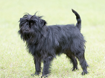 Affenpinscher standing