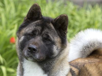 Akita headshot