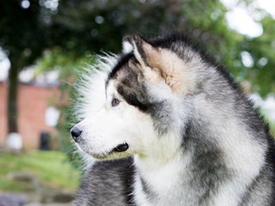 Alaskan Malamute  headshot