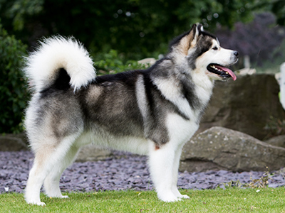 Alaskan Malamute standing