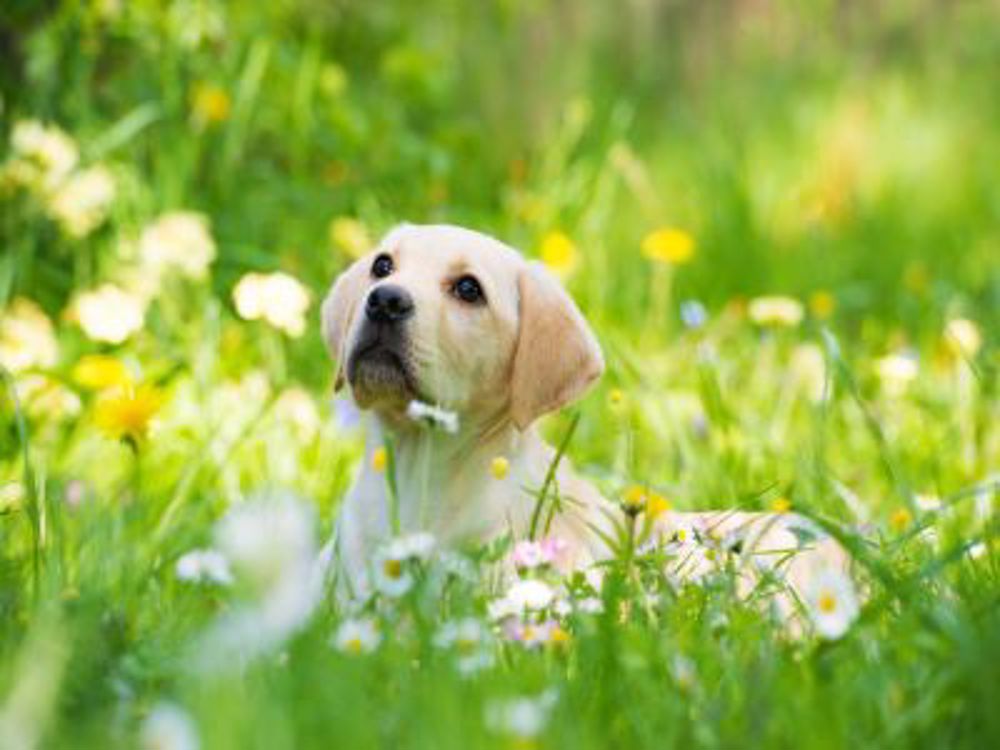 Dog on bench