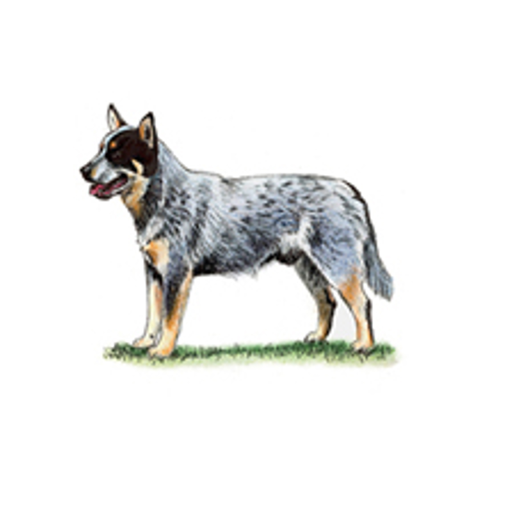 Australian Cattle Dog illustration