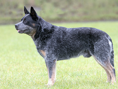 Australian Cattle Dog standing