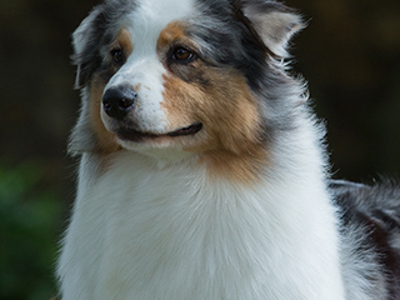 Australian Shepherd headshot