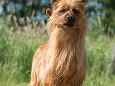 Australian Terrier headshot