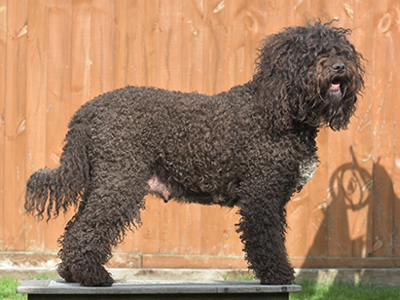 Barbet standing