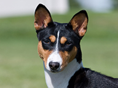 Basenji Headshot