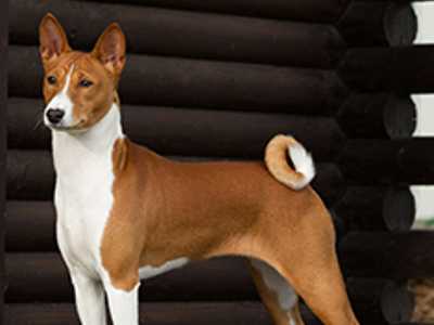 Basenji Standing