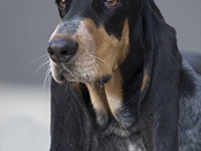 Basset Bleu De Gascogne headshot