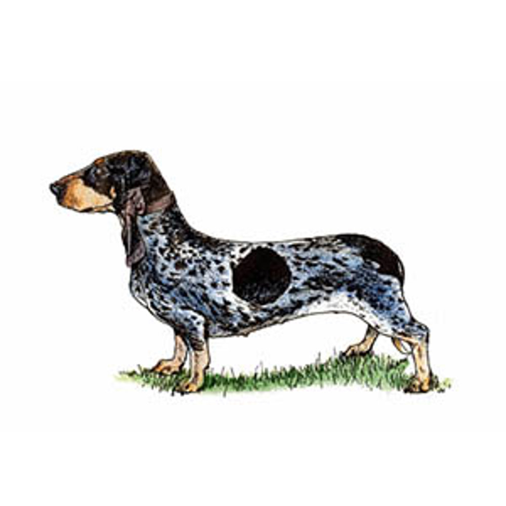 Basset Bleu De Gascogne illustration