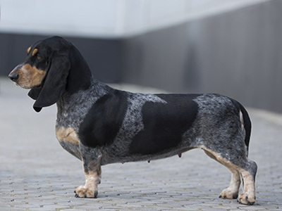 Basset Bleu De Gascogne standing