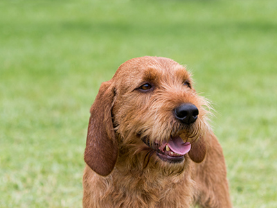 Basset Fauve De Bretagne headshot