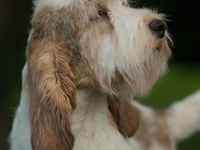 Basset Griffon Vendeen (Grand) headshot