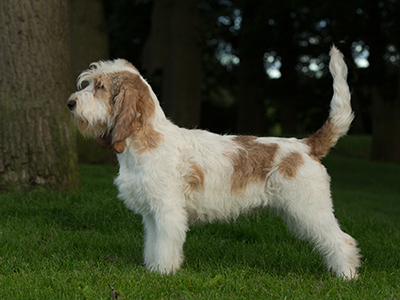 Basset Griffon Vendeen (Grand) standing