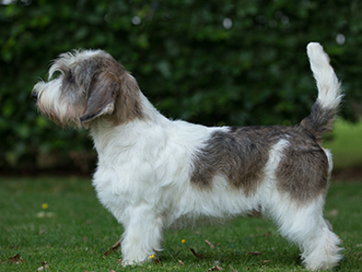 Basset Griffon Vendeen (Petit) standing