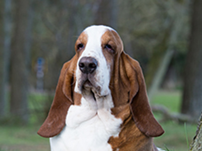 Basset Hound headshot