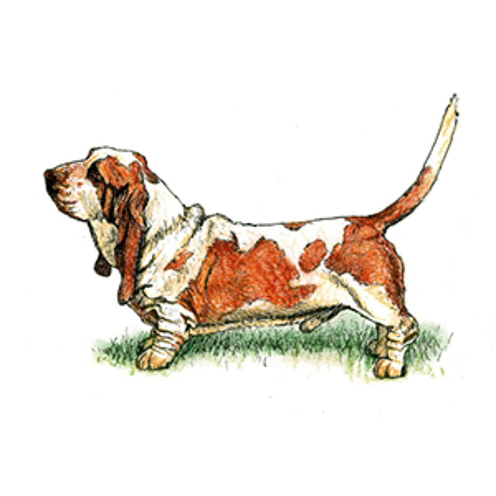 Basset Hound illustration