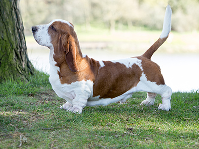 Basset Hound standing