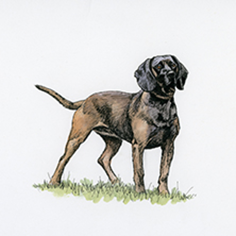 Bavarian Mountain Hound illustration