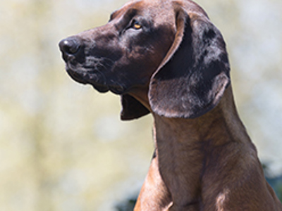 Bavarian Mountain Hound headshot