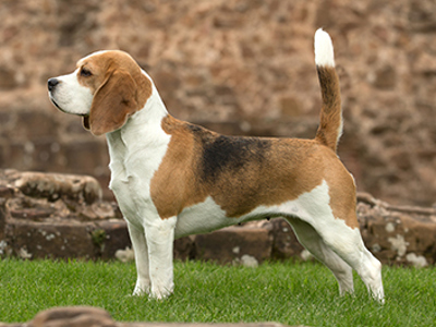 Beagle standing