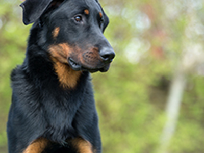 Beauceron headshot