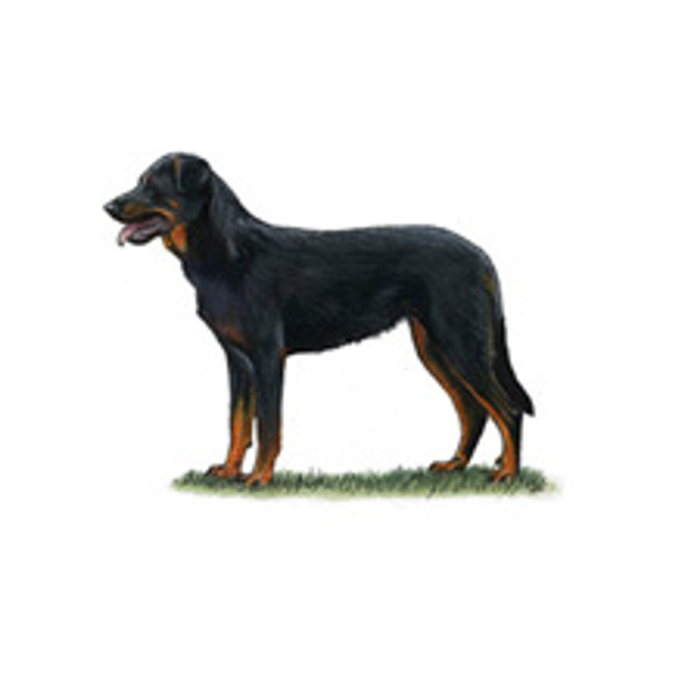 Beauceron illustratiaon