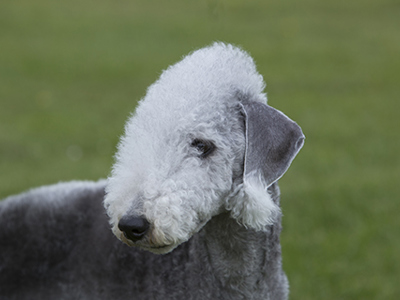 Bedlington Terrier headshot