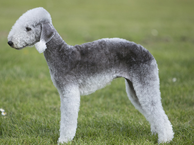 Bedlington Terrier standing