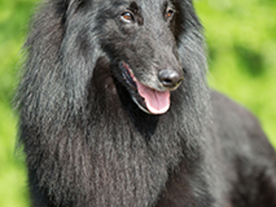 Belgian Shepherd Dog (Groenendael) headshot