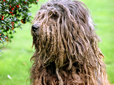 Bergamasco headshot