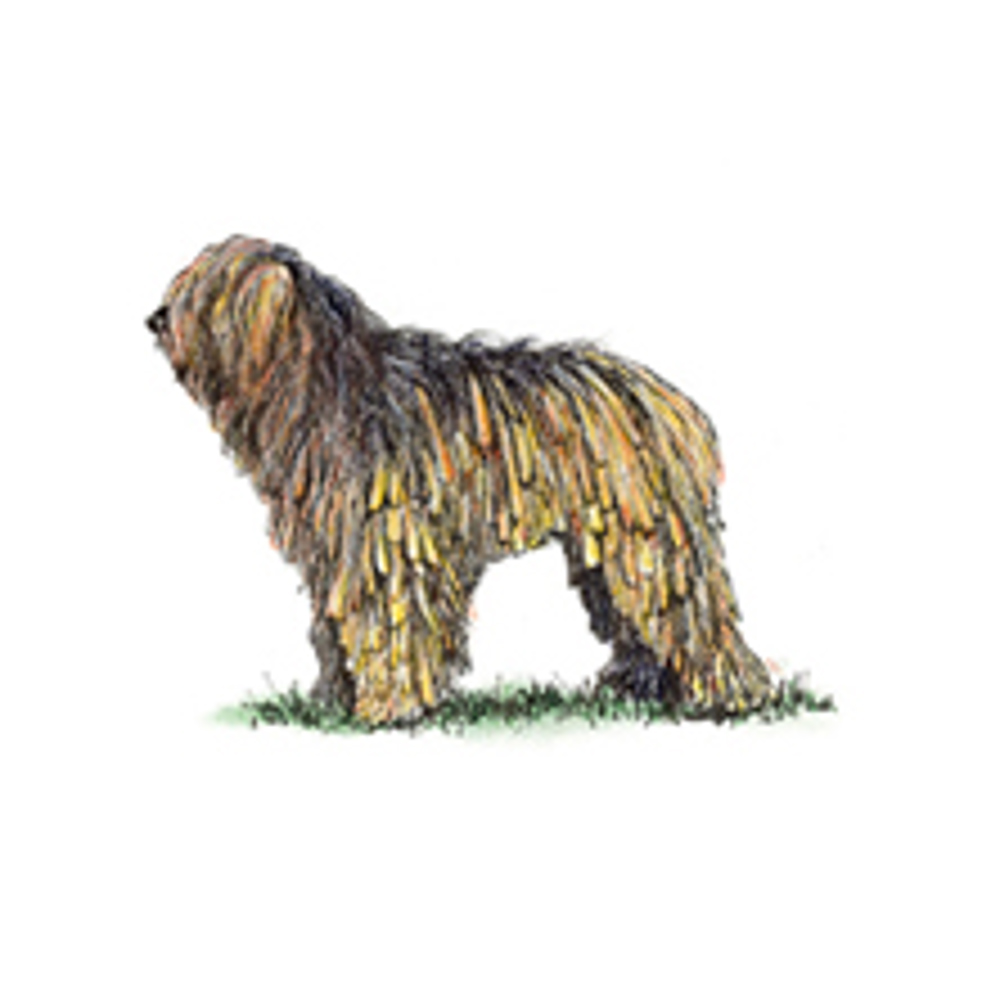 Bergamasco illustration