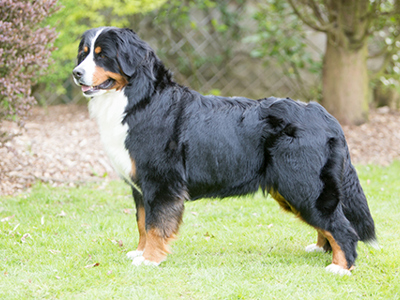 Bernese Mountain Dog standing