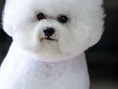 Bichon Frise headshot