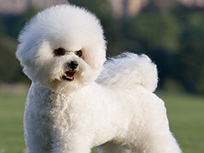 Bichon Frise standing