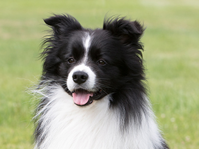 Border Collie headshot