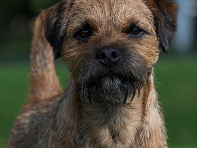 Border Terrier headshot