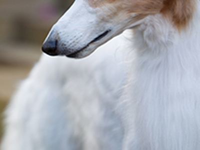 Borzoi headshot