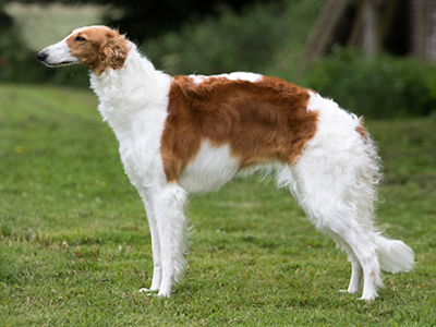 Borzoi standing