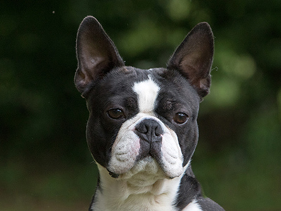 Boston Terrier headshot