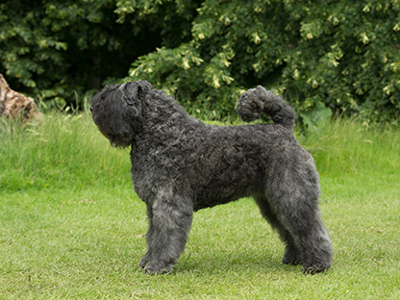 Bouvier Des Flandres standing