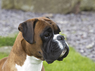 Boxer headshot