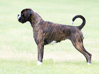 Boxer standing