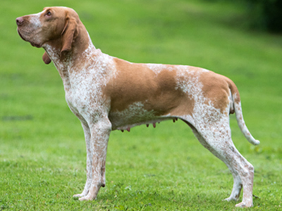 Bracco Italiano standing