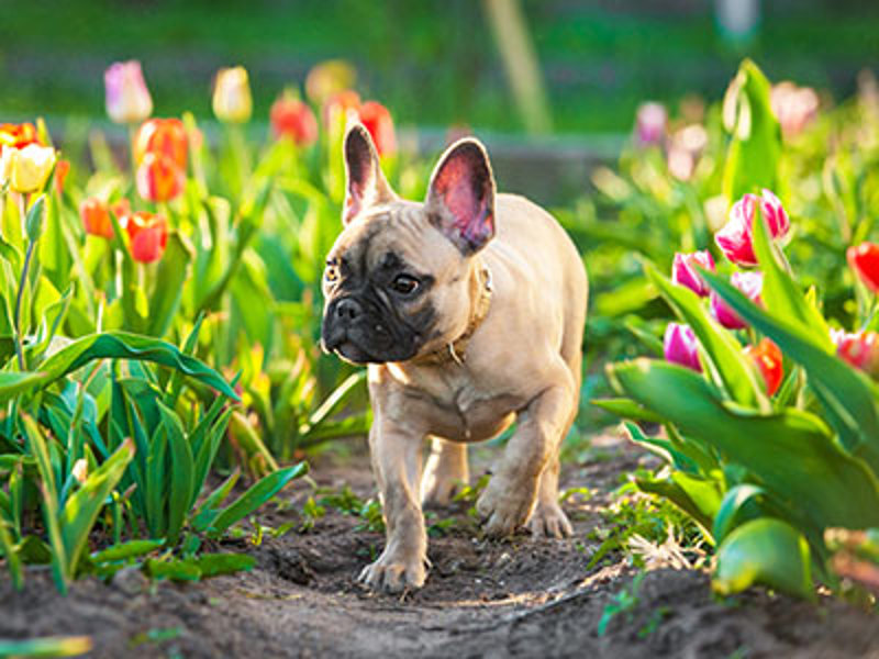 Dog walking through flowers