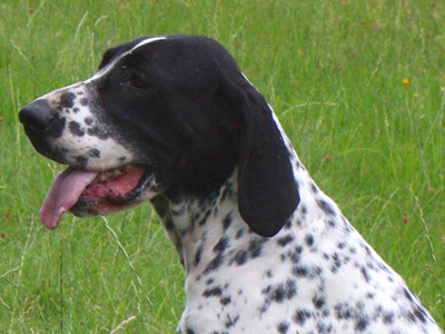 Braque D’Auvergne headshot